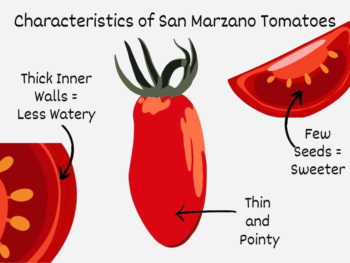 Graphic showing a whole san marzano tomato and two cross sections.